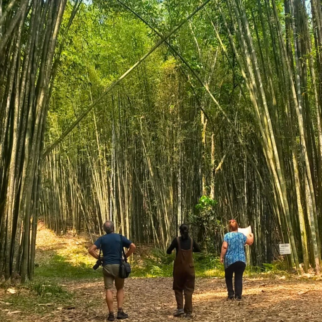 El Bambusal: cómo llegar y precios del bosque de bambú en Puebla