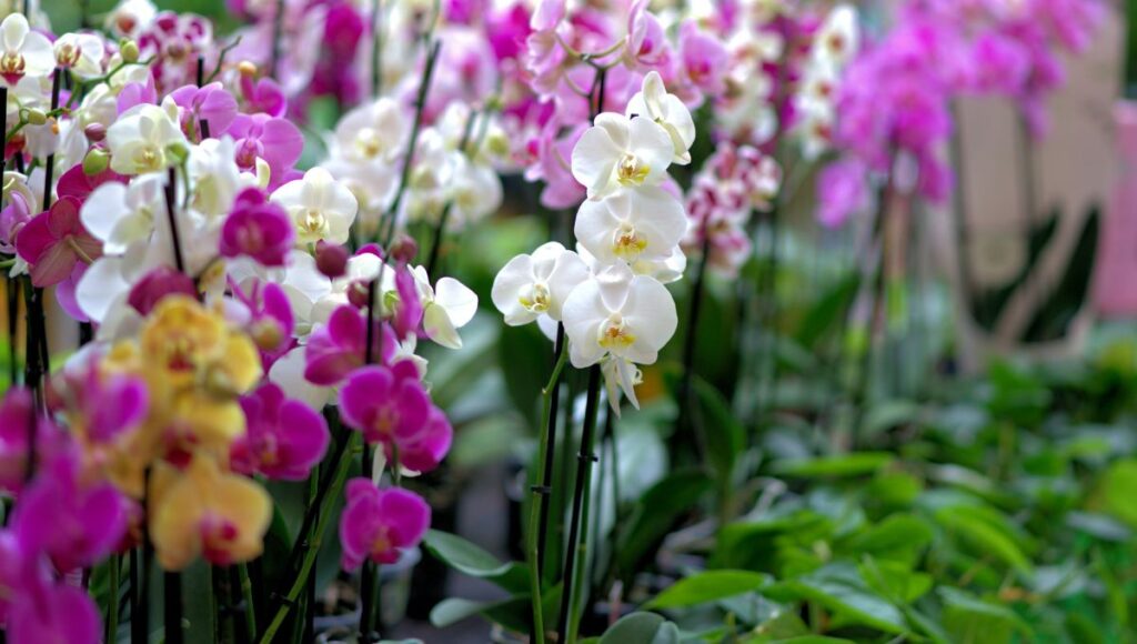 ¿Cuándo y dónde es la exposición Orquídeas y sus polinizadores?