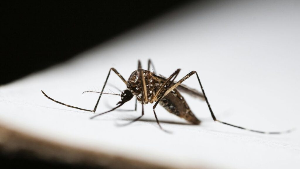 cuándo es la temporada de dengue en méxico