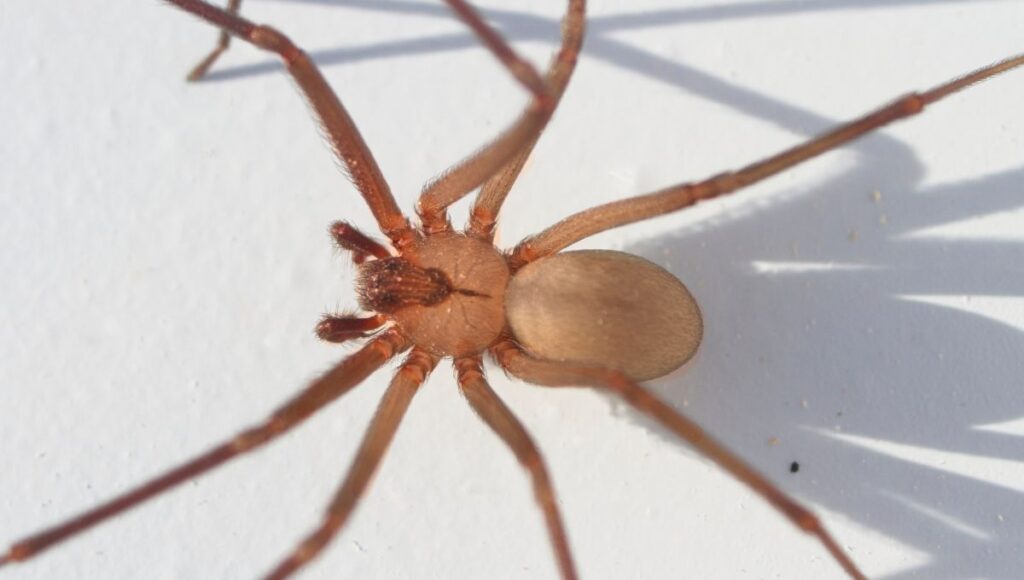 Cómo puedo identificar a la araña violinista