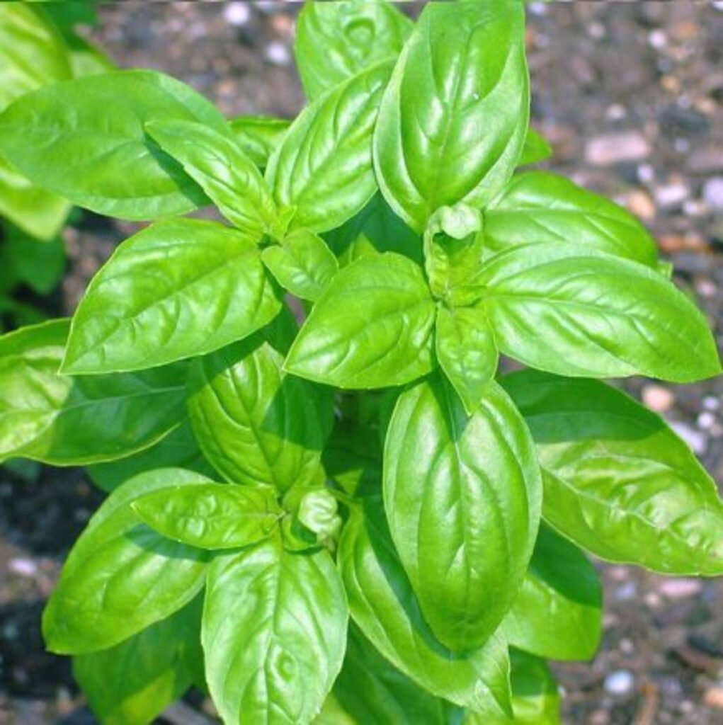 Qué son las plantas comestibles