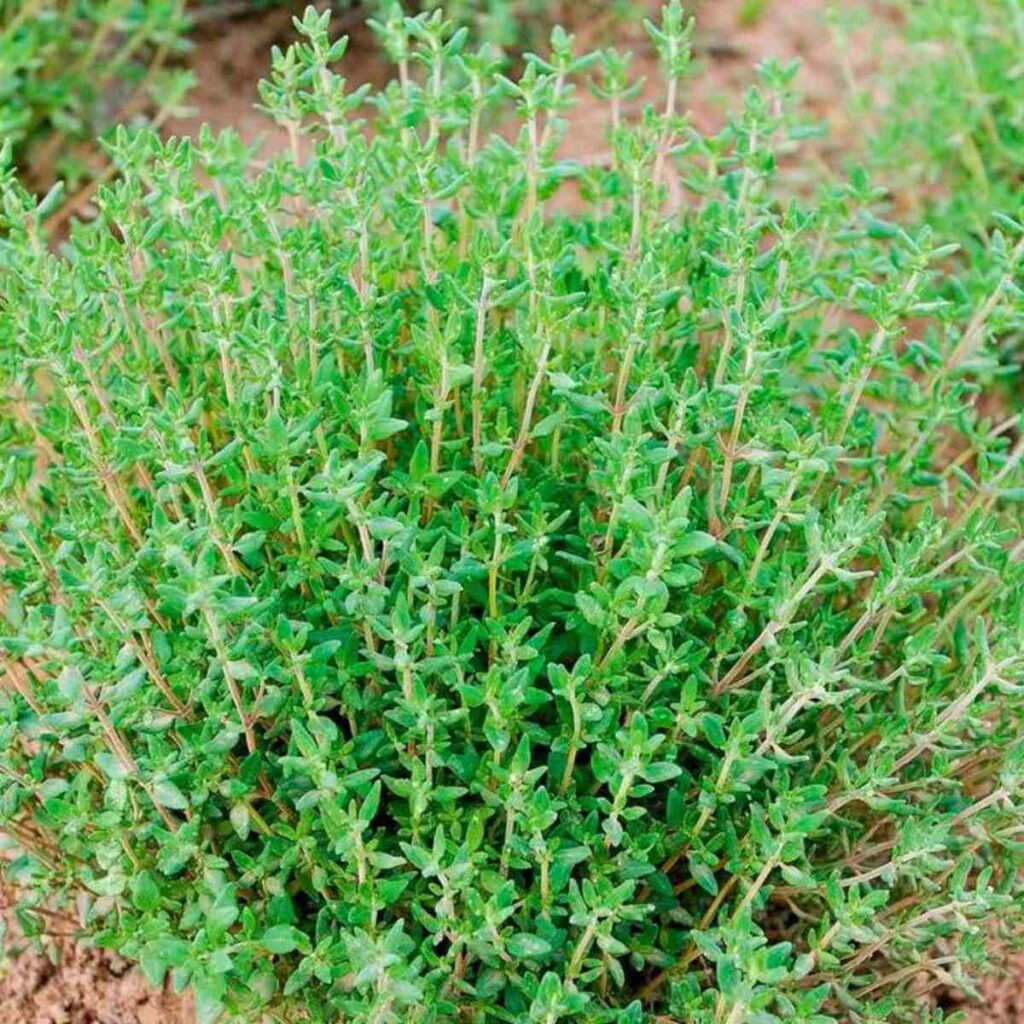 Qué plantas se utilizan para cocinar