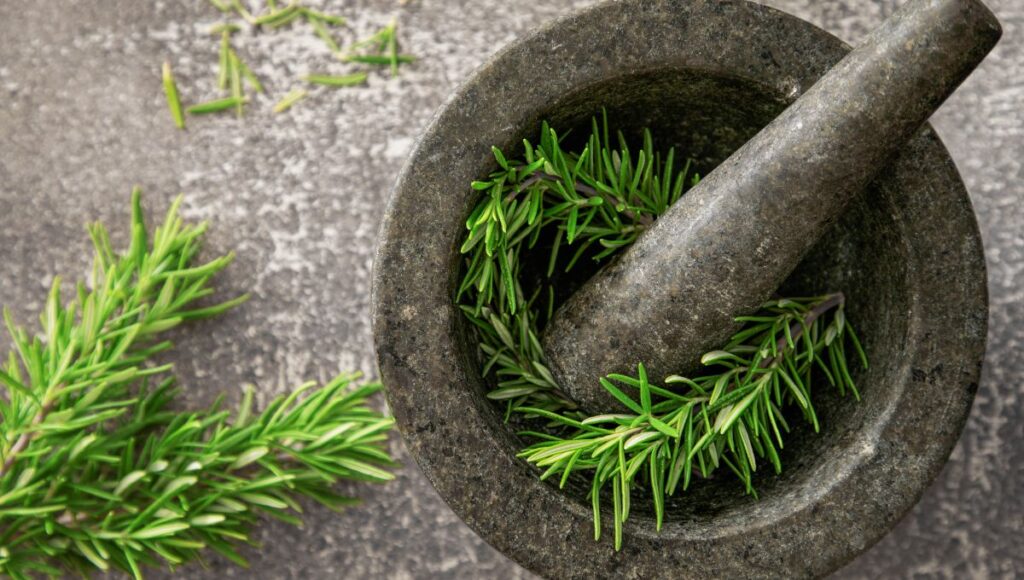qué plantas medicinales tener en casa