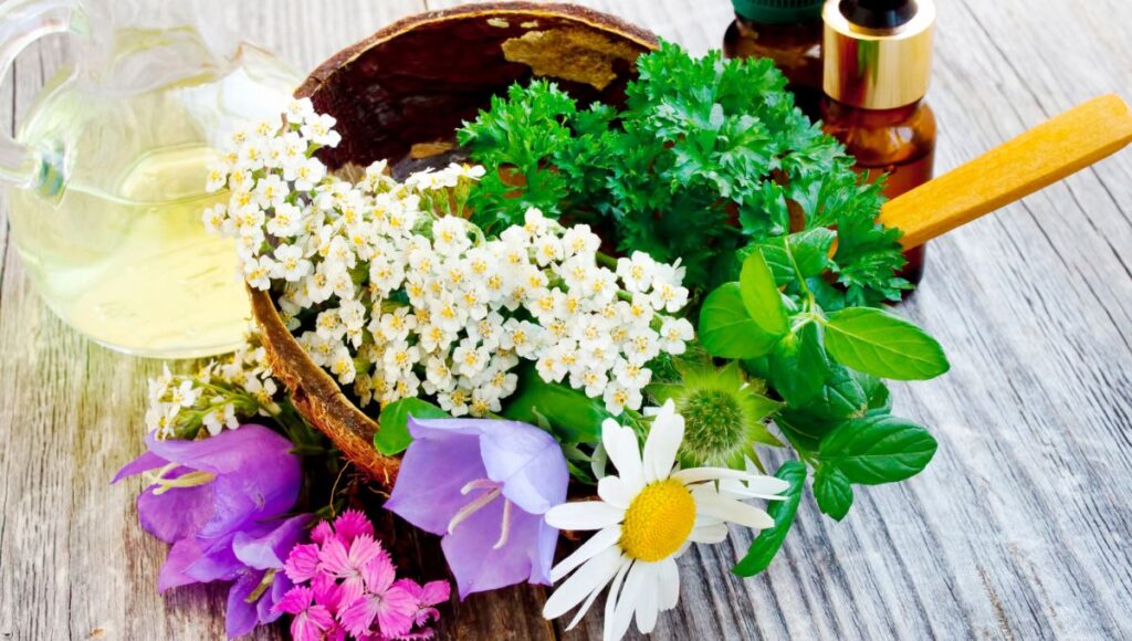 beneficios de las plantas medicinales