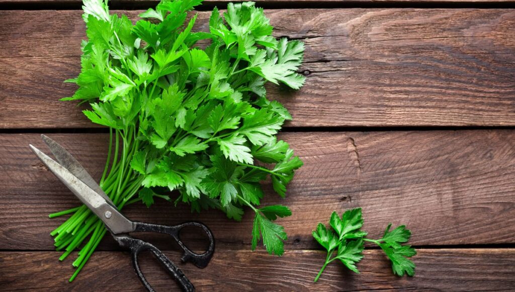 Qué plantas usar para cocinar