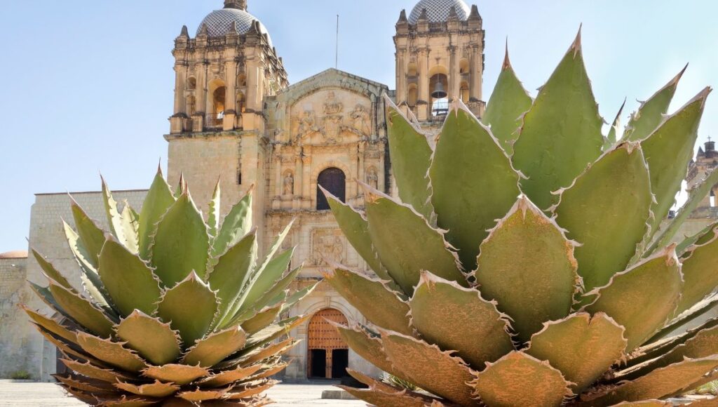 plantas populares en méxico