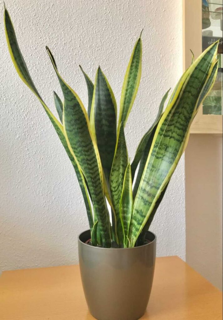 Qué planta en maceta es mejor para el calor extremo