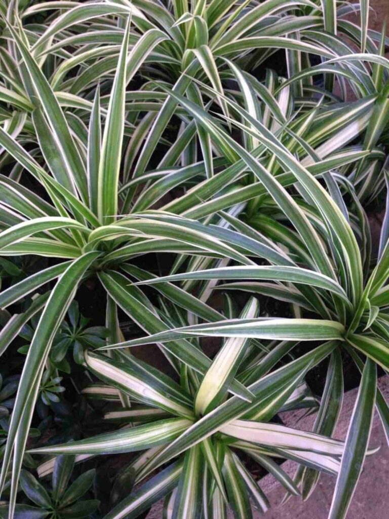 Cómo bajar la temperatura de una casa con plantas
