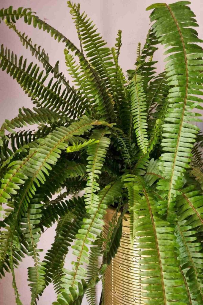 Qué planta hace que una habitación sea fresca