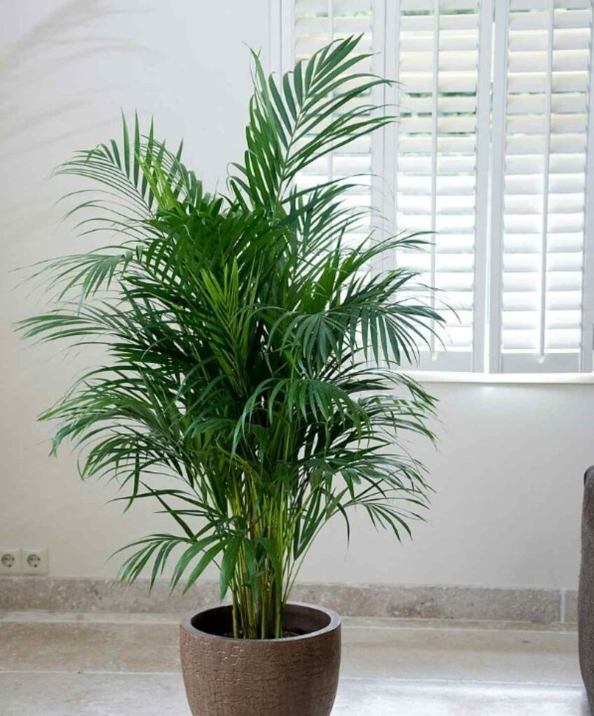 Cuáles son las 5 plantas que absorben el calor