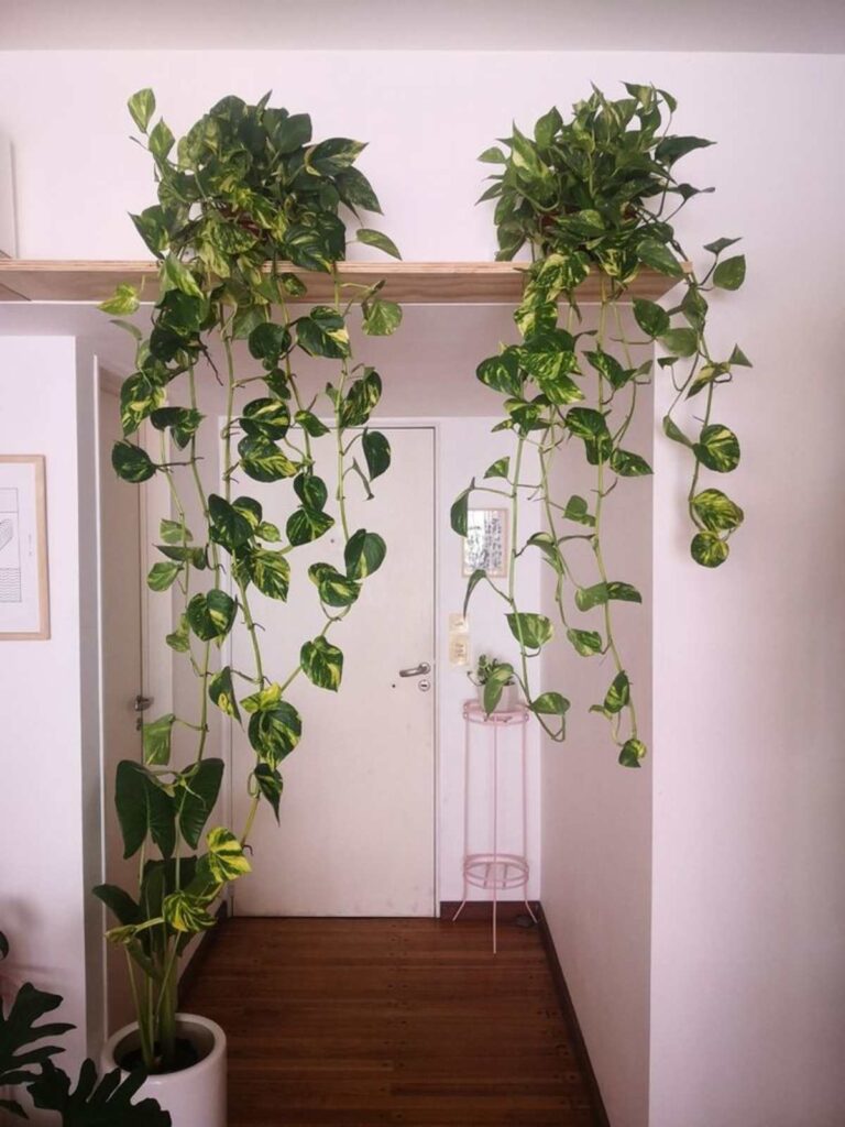 Qué plantas pueden reducir el calor