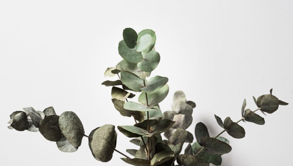 Plantas para alejar arañas lluvia eucalipto