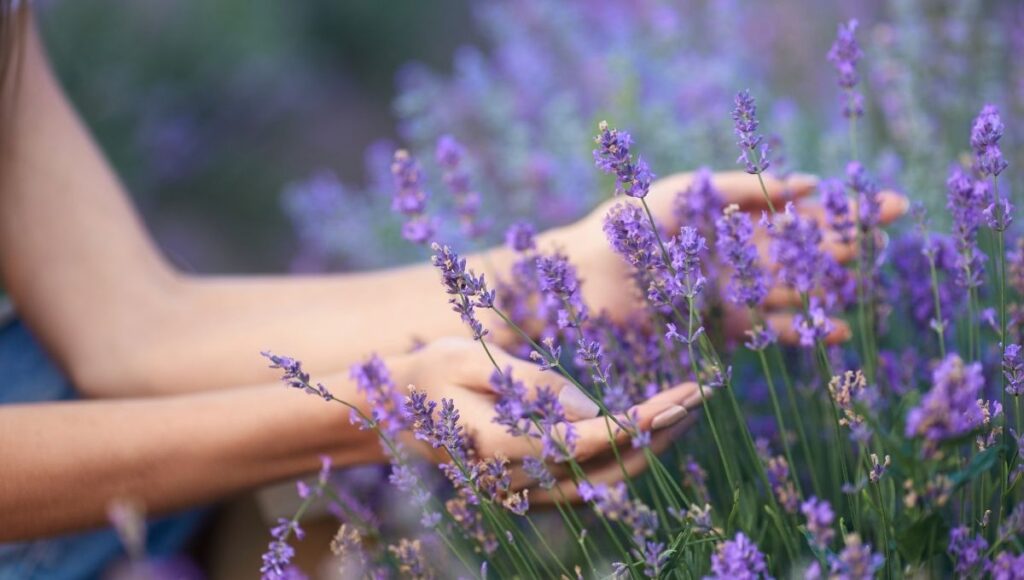 Plantas para alejar arañas lluvia lavanda