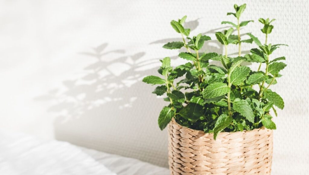Plantas para alejar arañas lluvia menta