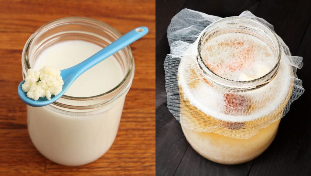 cual es la diferencia entre bulgaros de leche y bulgaros de agua