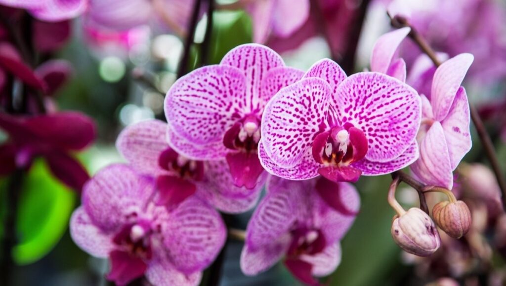 actividades fin de semana en CDMX 13 al 15 de junio