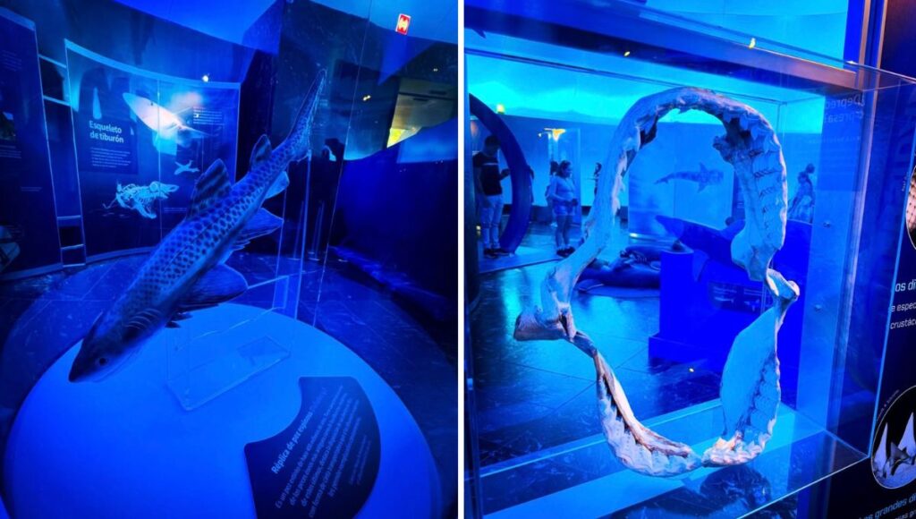 Exposición de tiburones en Iztapalapa