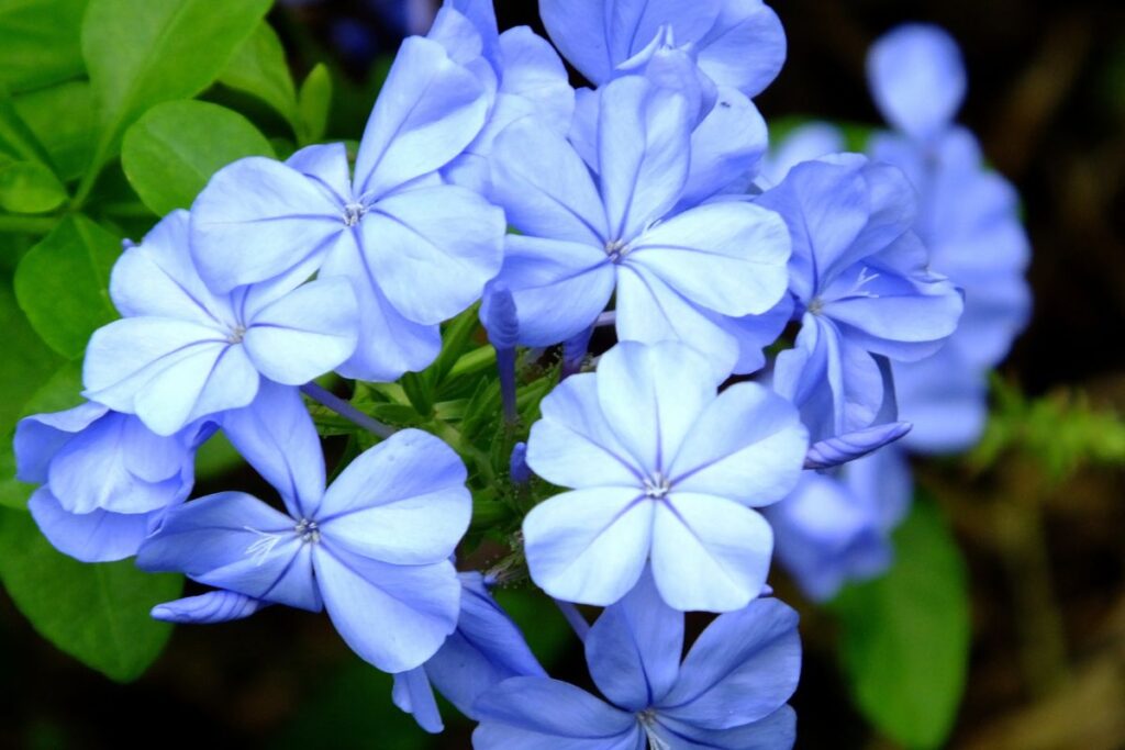 flores y plantas de calor y lluvia