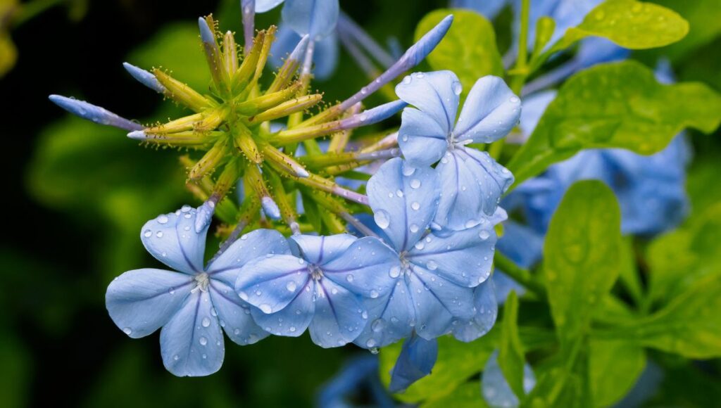 plantas faciles de cuidar en la temporada de calor y lluvias