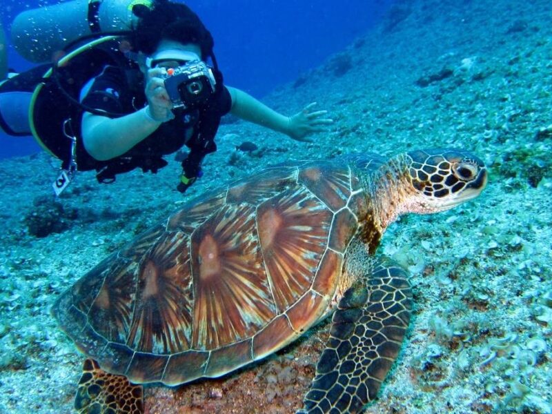 Convocatoria por mi amiga la tortuga en veracruz