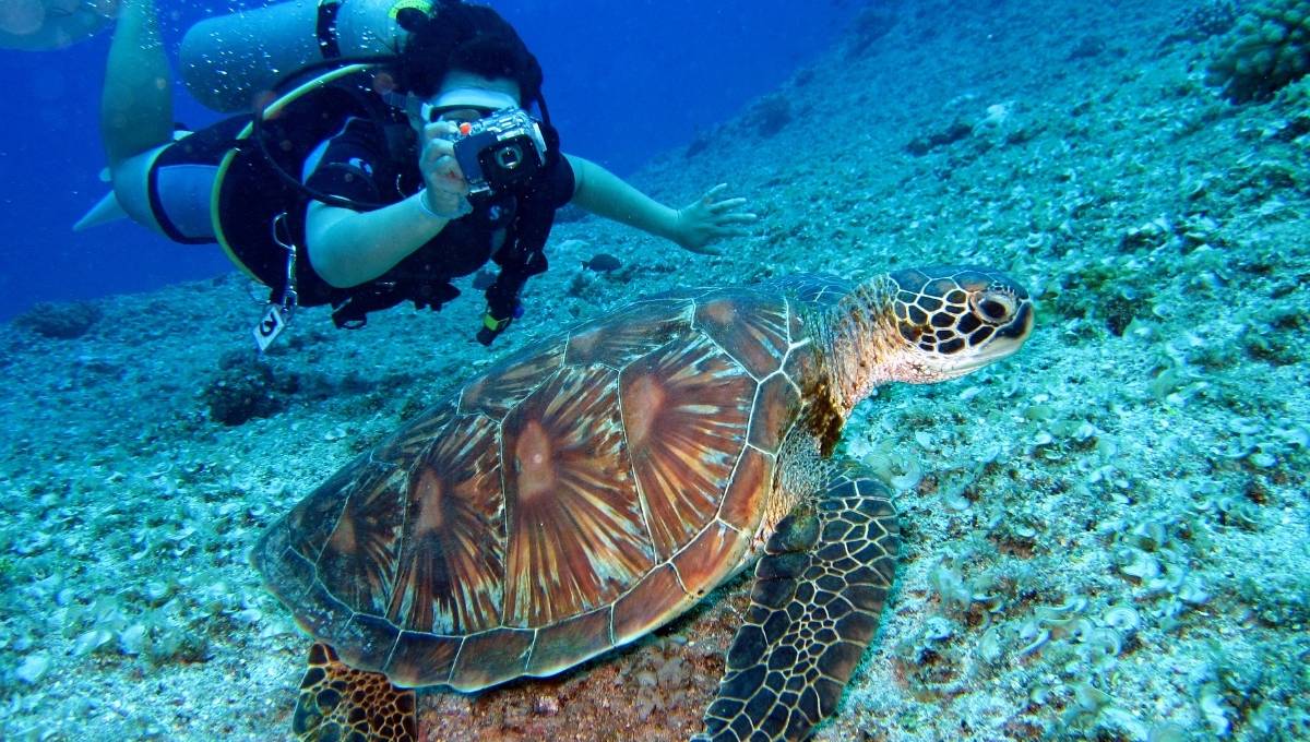Convocatoria por mi amiga la tortuga en veracruz