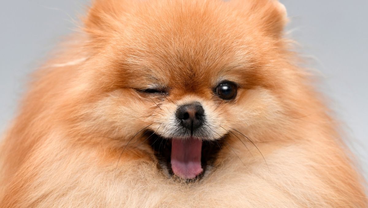 Día Mundial del Perro